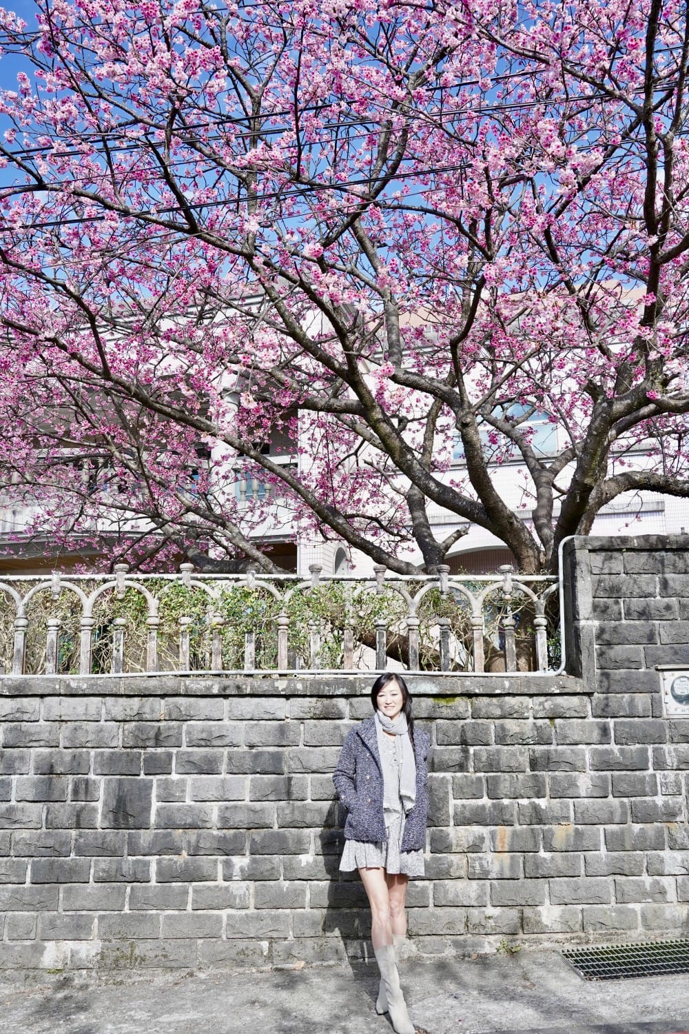 陽明山平菁街櫻花巷櫻花炸開了｜平菁街42巷櫻花美拍攻略，怎麼去，怎麼拍