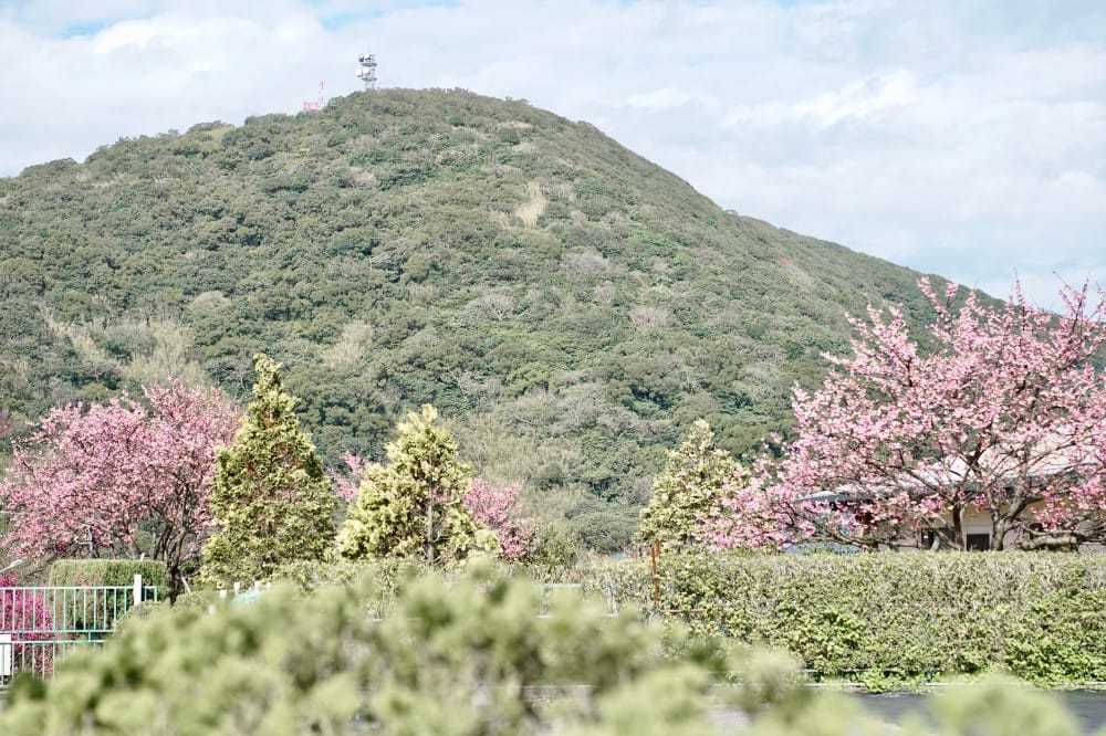 陽明山平菁街櫻花巷櫻花炸開了|平菁街42巷櫻花美拍攻略,怎麼去,怎麼拍 - 第18張圖 陽明山平菁街櫻花巷櫻花炸開了|平菁街42巷櫻花美拍攻略,怎麼去,怎麼拍