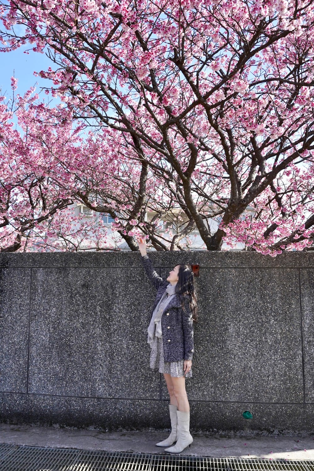 陽明山平菁街櫻花巷櫻花炸開了|平菁街42巷櫻花美拍攻略,怎麼去,怎麼拍 - 第29張圖 陽明山平菁街櫻花巷櫻花炸開了|平菁街42巷櫻花美拍攻略,怎麼去,怎麼拍