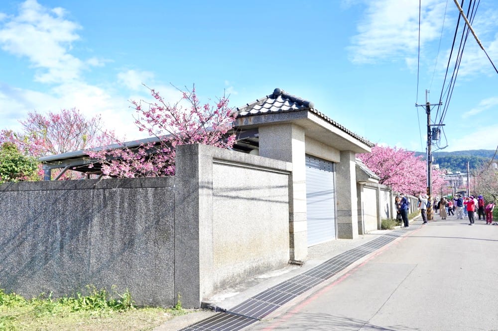 陽明山平菁街櫻花巷櫻花炸開了|平菁街42巷櫻花美拍攻略,怎麼去,怎麼拍 - 第16張圖 陽明山平菁街櫻花巷櫻花炸開了|平菁街42巷櫻花美拍攻略,怎麼去,怎麼拍