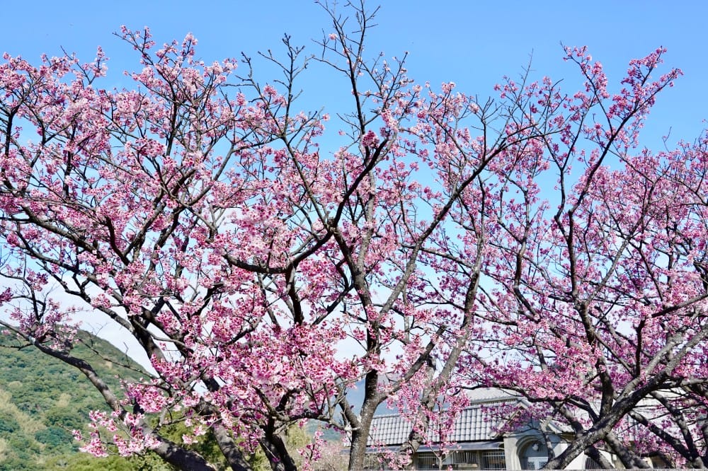 陽明山平菁街櫻花巷櫻花炸開了｜平菁街42巷櫻花美拍攻略，怎麼去，怎麼拍