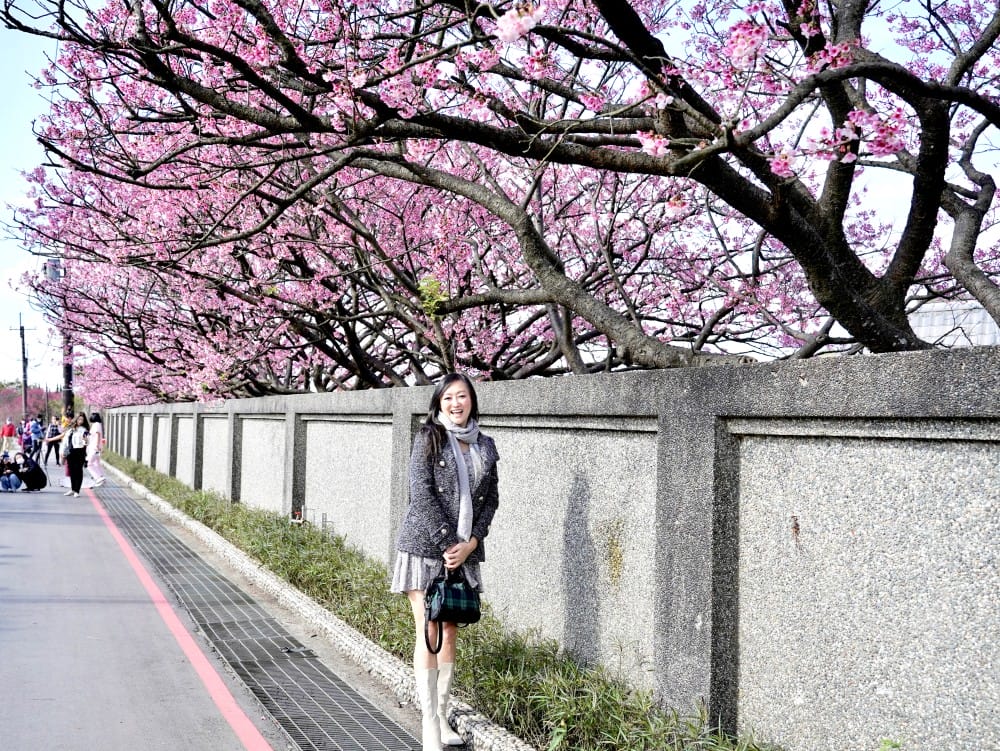 陽明山平菁街櫻花巷櫻花炸開了|平菁街42巷櫻花美拍攻略,怎麼去,怎麼拍 - 第21張圖 陽明山平菁街櫻花巷櫻花炸開了|平菁街42巷櫻花美拍攻略,怎麼去,怎麼拍