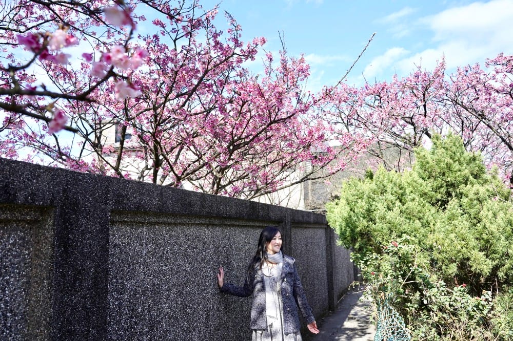 陽明山平菁街櫻花巷櫻花炸開了|平菁街42巷櫻花美拍攻略,怎麼去,怎麼拍 - 第22張圖 陽明山平菁街櫻花巷櫻花炸開了|平菁街42巷櫻花美拍攻略,怎麼去,怎麼拍