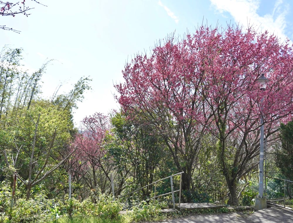 陽明山平菁街櫻花巷櫻花炸開了|平菁街42巷櫻花美拍攻略,怎麼去,怎麼拍 - 第56張圖 陽明山平菁街櫻花巷櫻花炸開了|平菁街42巷櫻花美拍攻略,怎麼去,怎麼拍