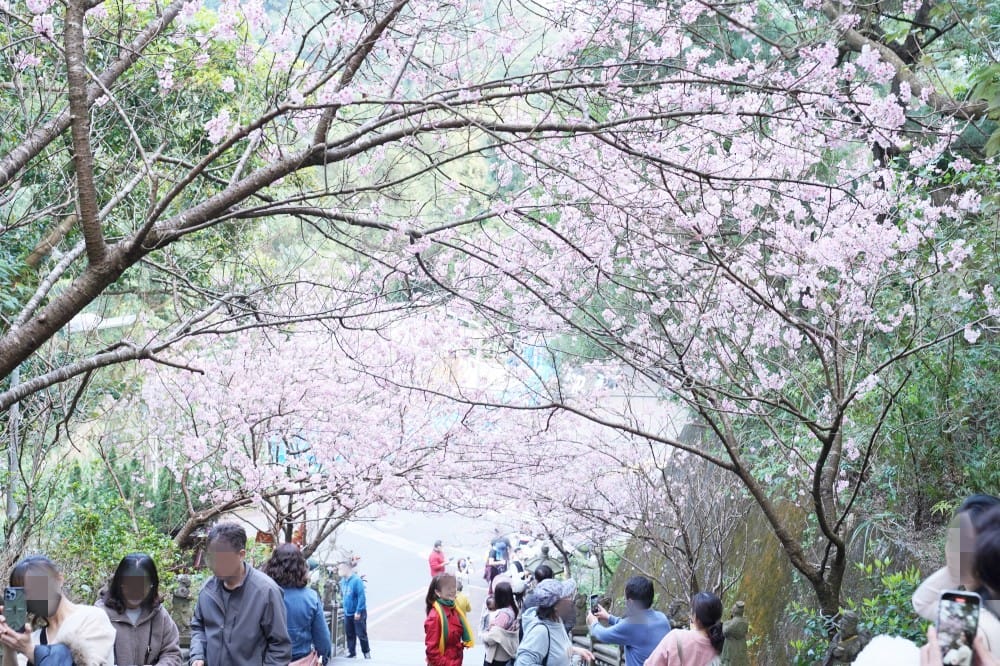 碧山巖櫻花隧道｜淡粉色櫻花隧道炸開，粉色椿寒櫻秒到日本超浪漫櫻花隧道，台北賞櫻景點