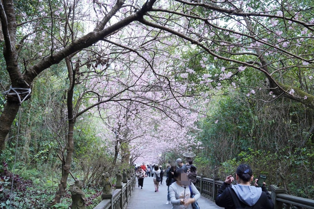 碧山巖櫻花隧道｜淡粉色櫻花隧道炸開，粉色椿寒櫻秒到日本超浪漫櫻花隧道，台北賞櫻景點