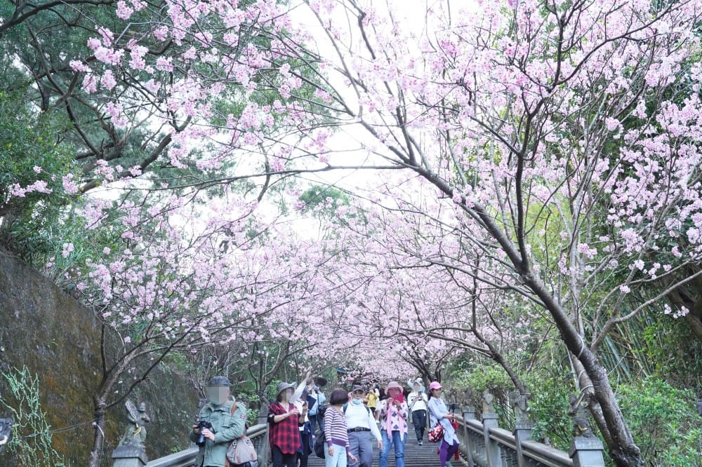碧山巖櫻花隧道｜淡粉色櫻花隧道炸開，粉色椿寒櫻秒到日本超浪漫櫻花隧道，台北賞櫻景點