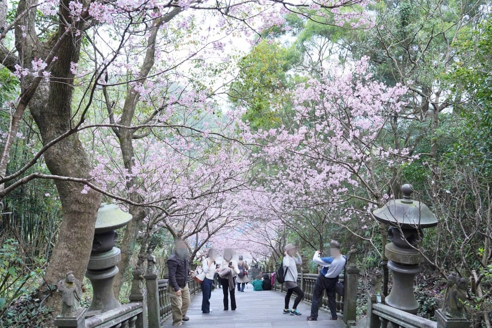 碧山巖櫻花隧道｜淡粉色櫻花隧道炸開，粉色椿寒櫻秒到日本超浪漫櫻花隧道，台北賞櫻景點