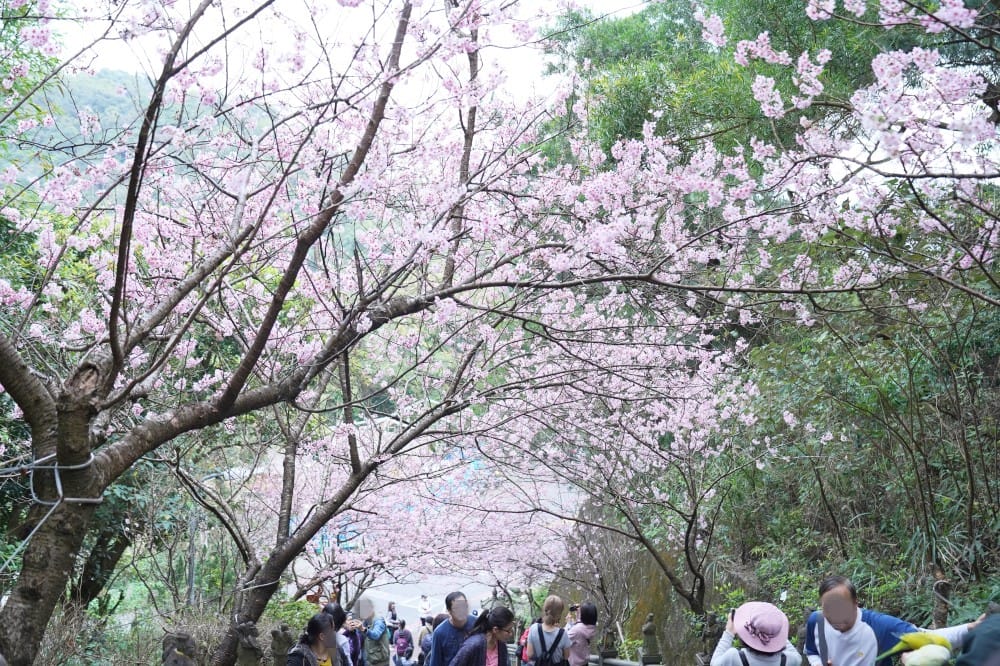 碧山巖櫻花隧道｜淡粉色櫻花隧道炸開，粉色椿寒櫻秒到日本超浪漫櫻花隧道，台北賞櫻景點