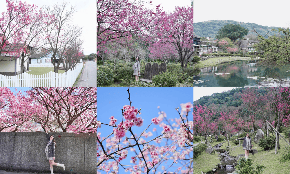 2023陽明山櫻花季｜櫻花季賞櫻7大景點，賞櫻時間，花況總整理，交通行程推薦 @瑪姬幸福過日子