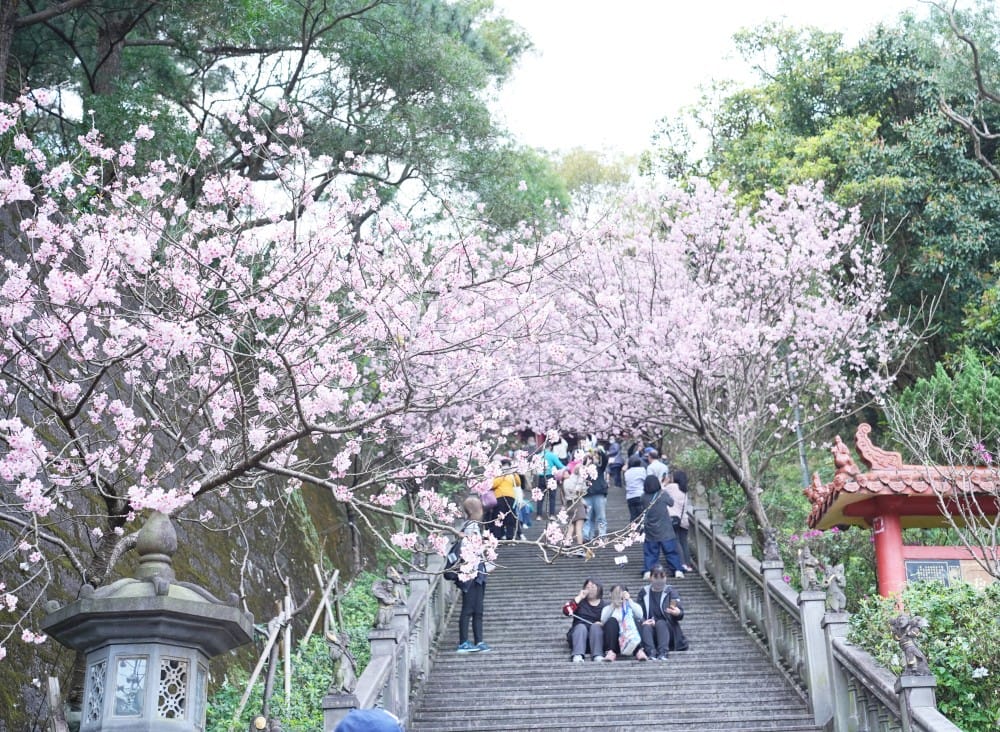 1碧山巖櫻花fullsizeoutput 1578