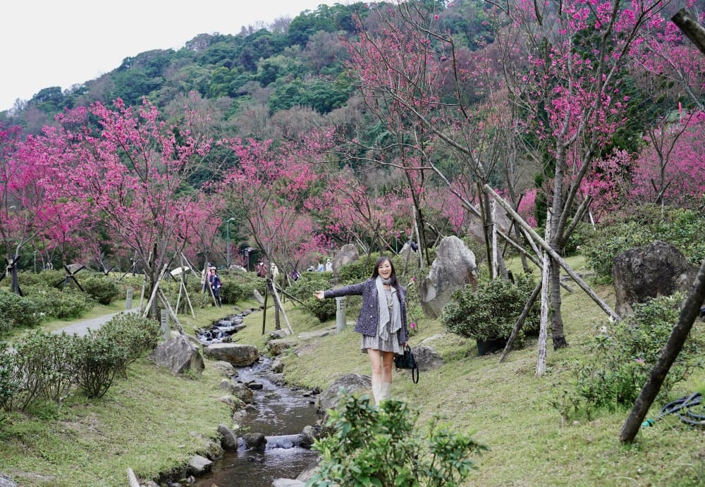 陽明山公園櫻花fullsizeoutput 1047