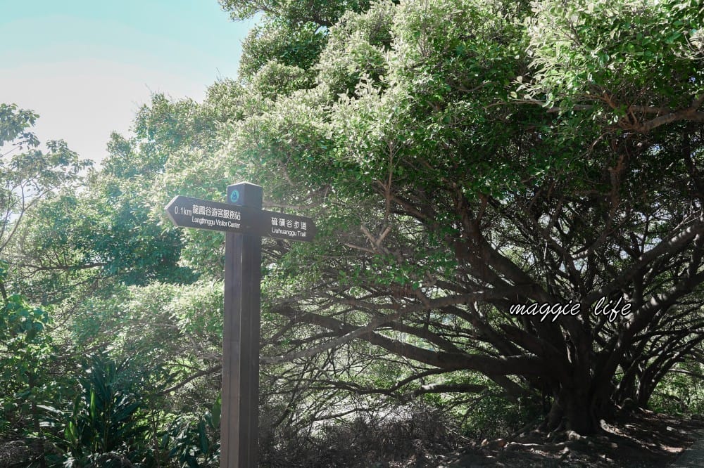 北投硫磺谷步道，走在仙境之中的步道，還有免費泡腳池～