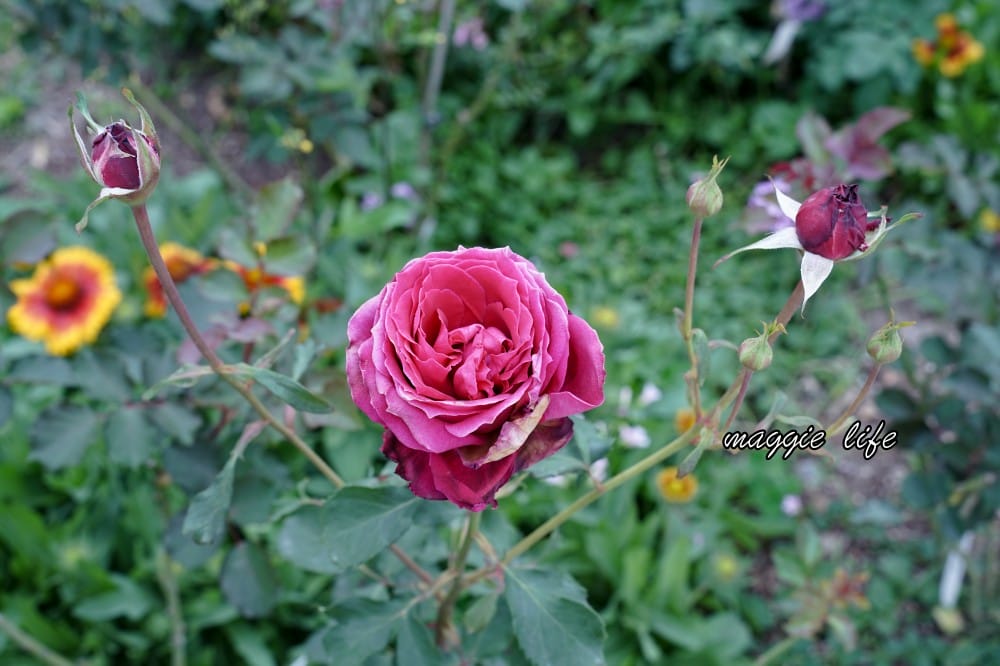 新生公園台北玫瑰園台北玫瑰展｜花開了，玫瑰花盛開免費入園，玫瑰展期間交通攻略，24小時都可賞花！