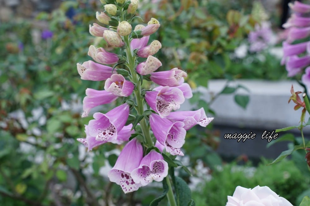 新生公園台北玫瑰園台北玫瑰展｜花開了，玫瑰花盛開免費入園，玫瑰展期間交通攻略，24小時都可賞花！