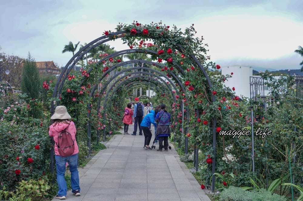 新生公園台北玫瑰園台北玫瑰展|花開了,玫瑰花盛開免費入園,玫瑰展期間交通攻略,24小時都可賞花! - 第16張圖 新生公園台北玫瑰園台北玫瑰展|花開了,玫瑰花盛開免費入園,玫瑰展期間交通攻略,24小時都可賞花!