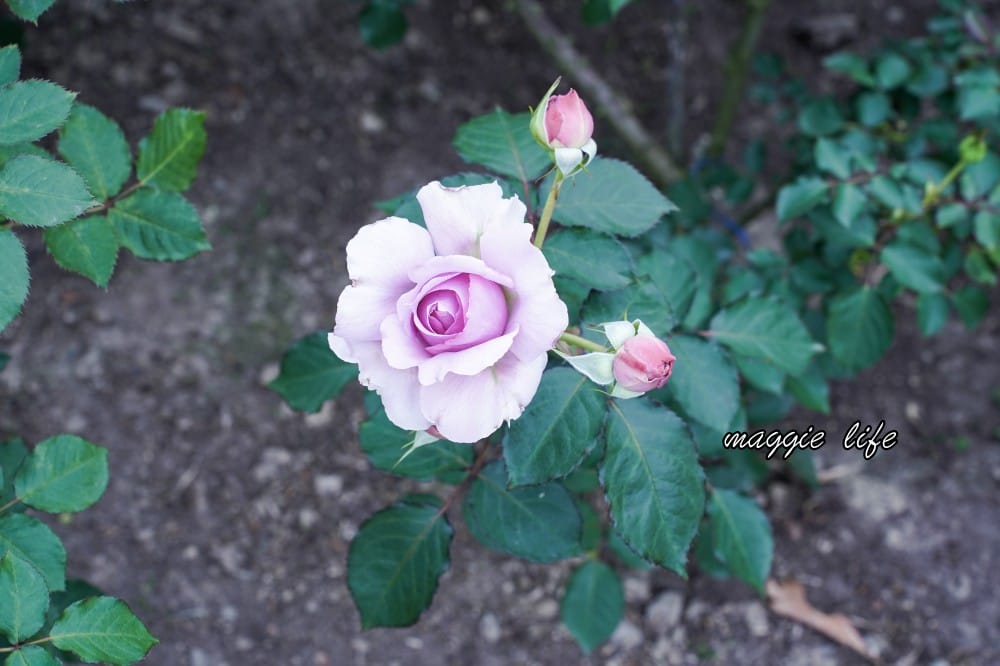 新生公園台北玫瑰園台北玫瑰展｜花開了，玫瑰花盛開免費入園，玫瑰展期間交通攻略，24小時都可賞花！