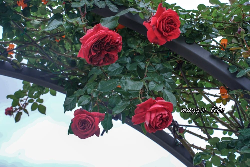 新生公園台北玫瑰園台北玫瑰展｜花開了，玫瑰花盛開免費入園，玫瑰展期間交通攻略，24小時都可賞花！