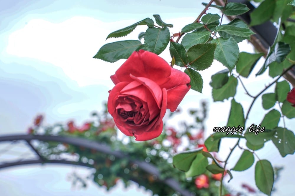 新生公園台北玫瑰園台北玫瑰展｜花開了，玫瑰花盛開免費入園，玫瑰展期間交通攻略，24小時都可賞花！