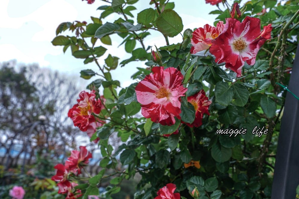 新生公園台北玫瑰園台北玫瑰展|花開了,玫瑰花盛開免費入園,玫瑰展期間交通攻略,24小時都可賞花! - 第46張圖 新生公園台北玫瑰園台北玫瑰展|花開了,玫瑰花盛開免費入園,玫瑰展期間交通攻略,24小時都可賞花!