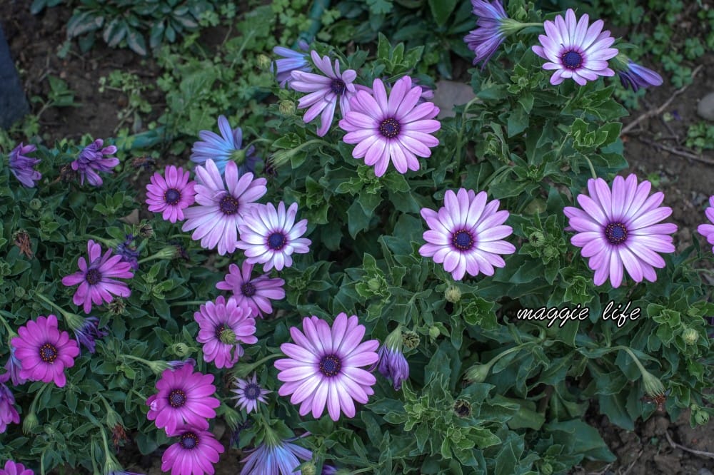 新生公園台北玫瑰園台北玫瑰展｜花開了，玫瑰花盛開免費入園，玫瑰展期間交通攻略，24小時都可賞花！