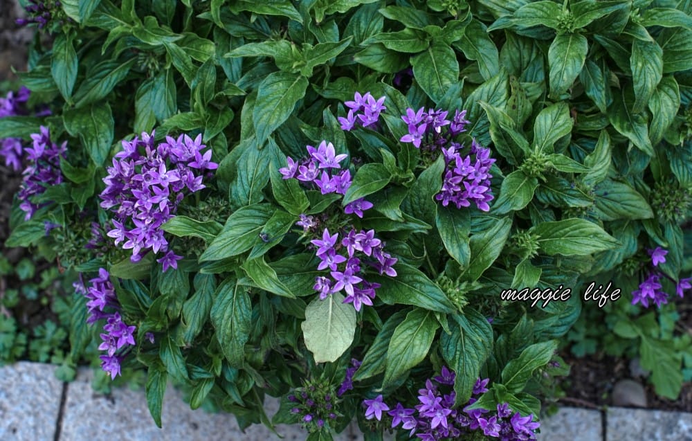 新生公園台北玫瑰園台北玫瑰展｜花開了，玫瑰花盛開免費入園，玫瑰展期間交通攻略，24小時都可賞花！