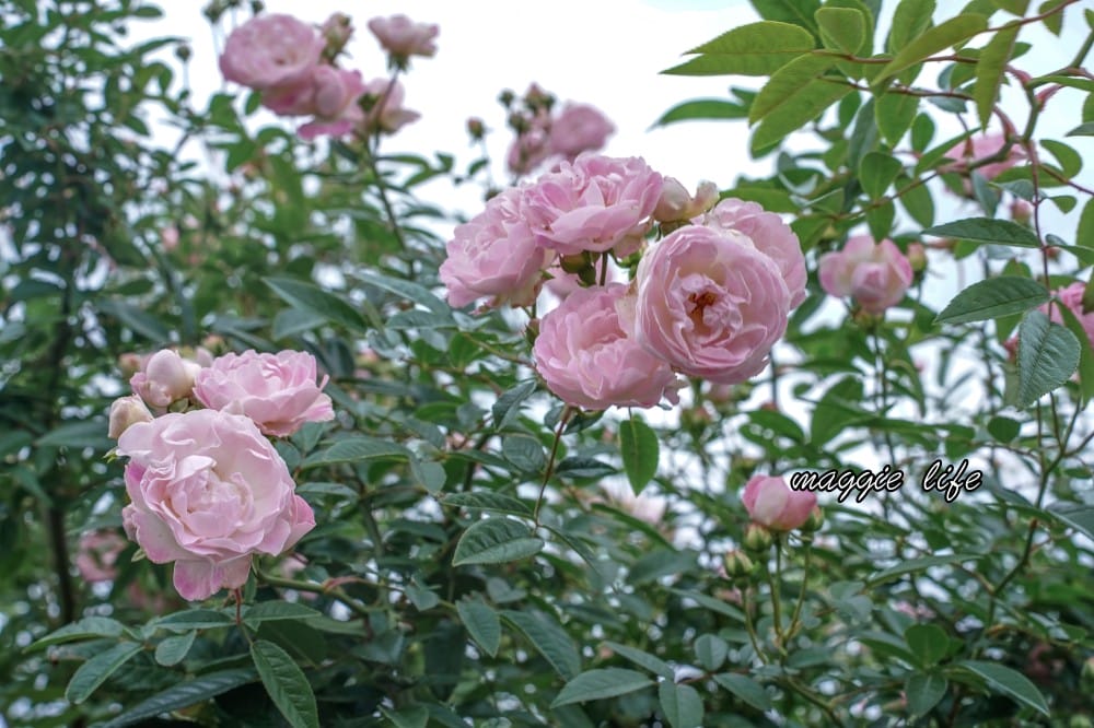 新生公園台北玫瑰園台北玫瑰展|花開了,玫瑰花盛開免費入園,玫瑰展期間交通攻略,24小時都可賞花! - 第23張圖 新生公園台北玫瑰園台北玫瑰展|花開了,玫瑰花盛開免費入園,玫瑰展期間交通攻略,24小時都可賞花!
