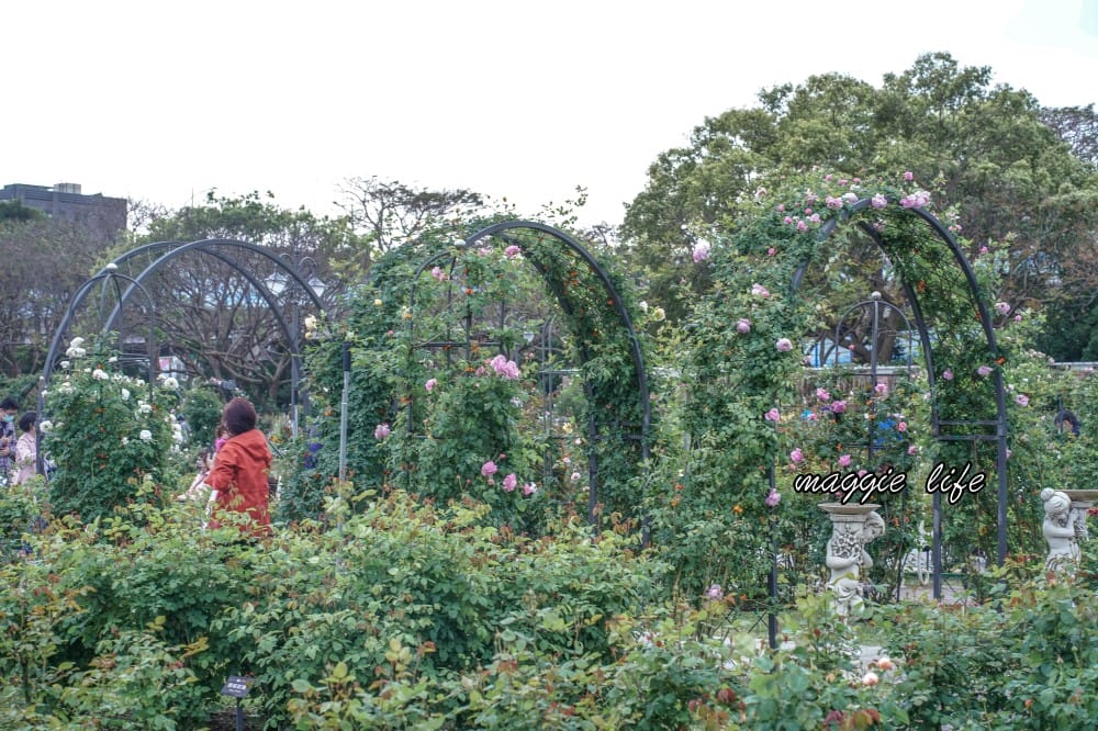 新生公園台北玫瑰園台北玫瑰展｜花開了，玫瑰花盛開免費入園，玫瑰展期間交通攻略，24小時都可賞花！
