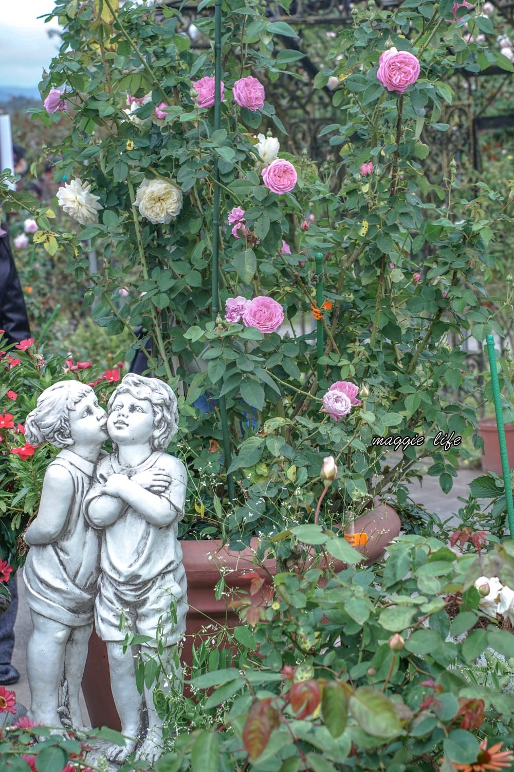 新生公園台北玫瑰園台北玫瑰展|花開了,玫瑰花盛開免費入園,玫瑰展期間交通攻略,24小時都可賞花! - 第22張圖 新生公園台北玫瑰園台北玫瑰展|花開了,玫瑰花盛開免費入園,玫瑰展期間交通攻略,24小時都可賞花!