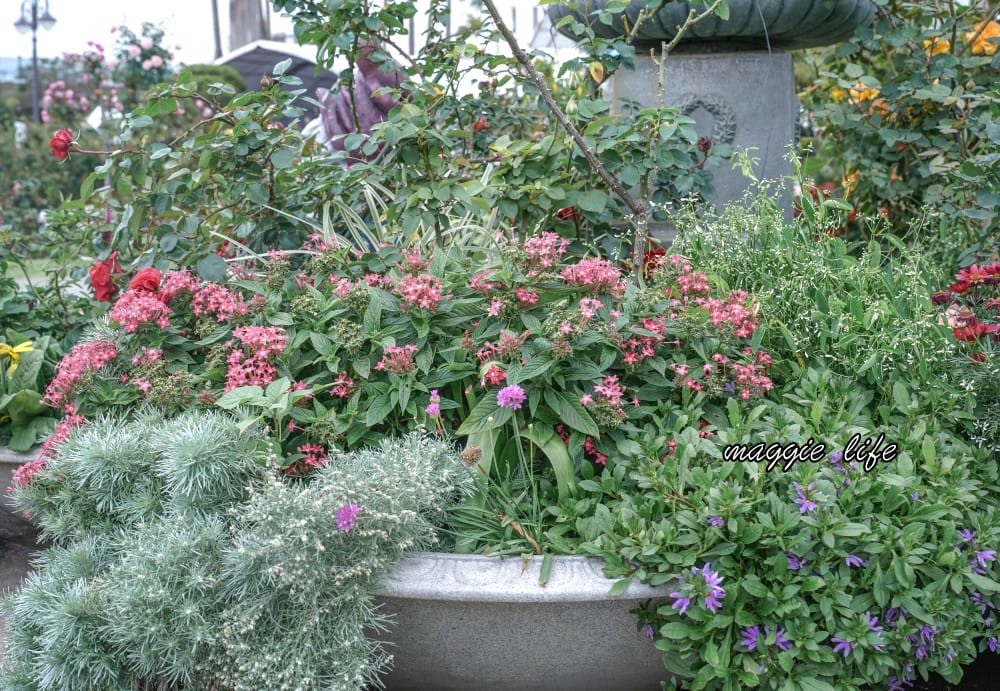 新生公園台北玫瑰園台北玫瑰展｜花開了，玫瑰花盛開免費入園，玫瑰展期間交通攻略，24小時都可賞花！