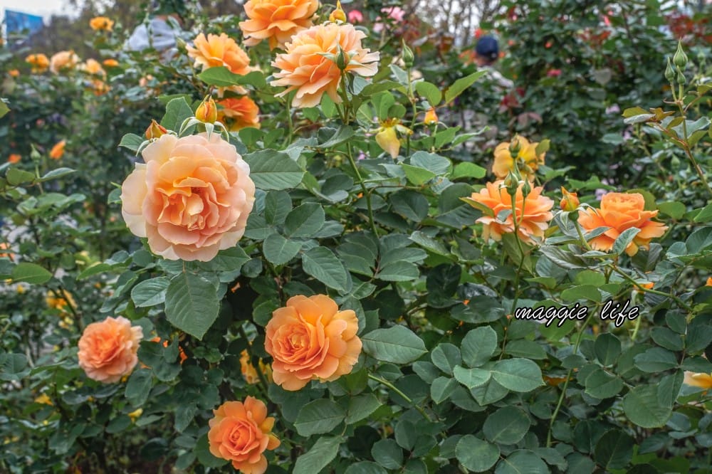 新生公園台北玫瑰園台北玫瑰展｜花開了，玫瑰花盛開免費入園，玫瑰展期間交通攻略，24小時都可賞花！