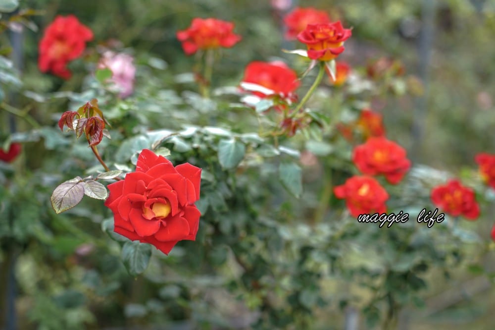 新生公園台北玫瑰園台北玫瑰展｜花開了，玫瑰花盛開免費入園，玫瑰展期間交通攻略，24小時都可賞花！