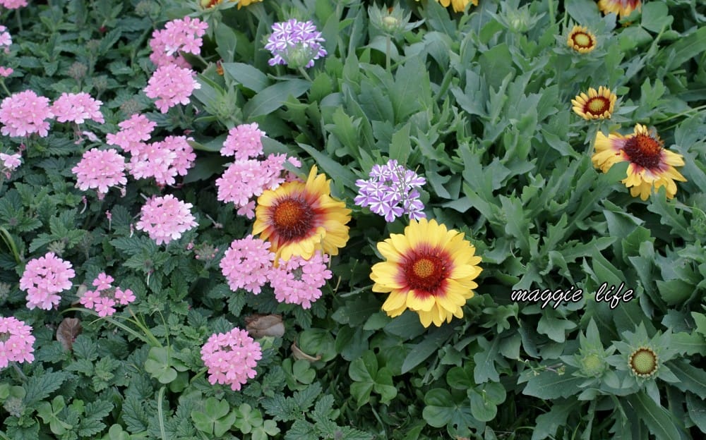 新生公園台北玫瑰園台北玫瑰展|花開了,玫瑰花盛開免費入園,玫瑰展期間交通攻略,24小時都可賞花! - 第44張圖 新生公園台北玫瑰園台北玫瑰展|花開了,玫瑰花盛開免費入園,玫瑰展期間交通攻略,24小時都可賞花!