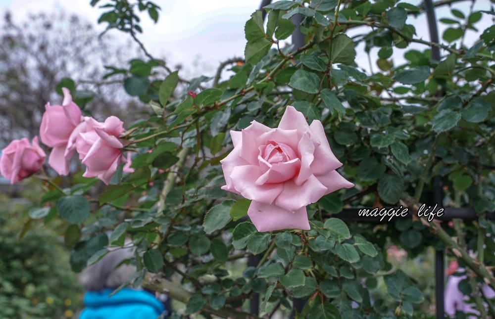 新生公園台北玫瑰園台北玫瑰展｜花開了，玫瑰花盛開免費入園，玫瑰展期間交通攻略，24小時都可賞花！
