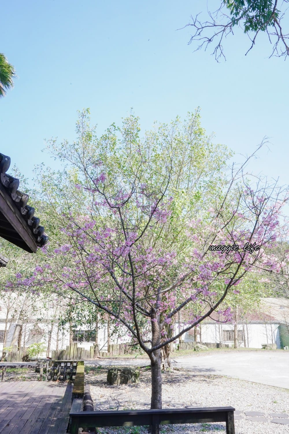 新北三峽景點｜大寮茶文館，日式老屋茶香秘境，隱藏在熊空櫻花下
