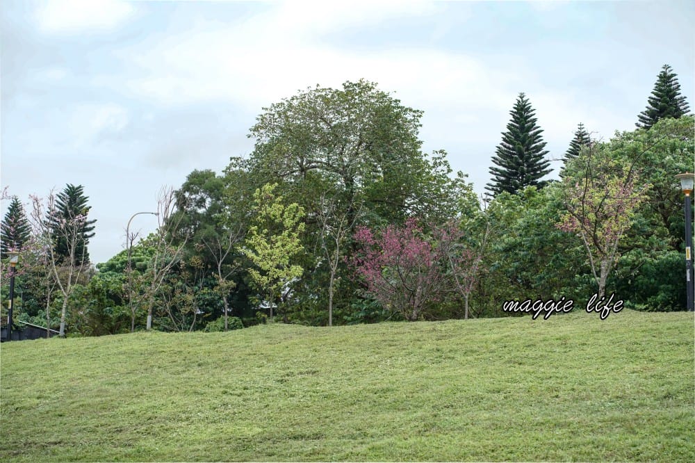 新店陽光運動公園|2025安坑輕軌景點，免費親子景點，櫻花景點，野餐慢跑