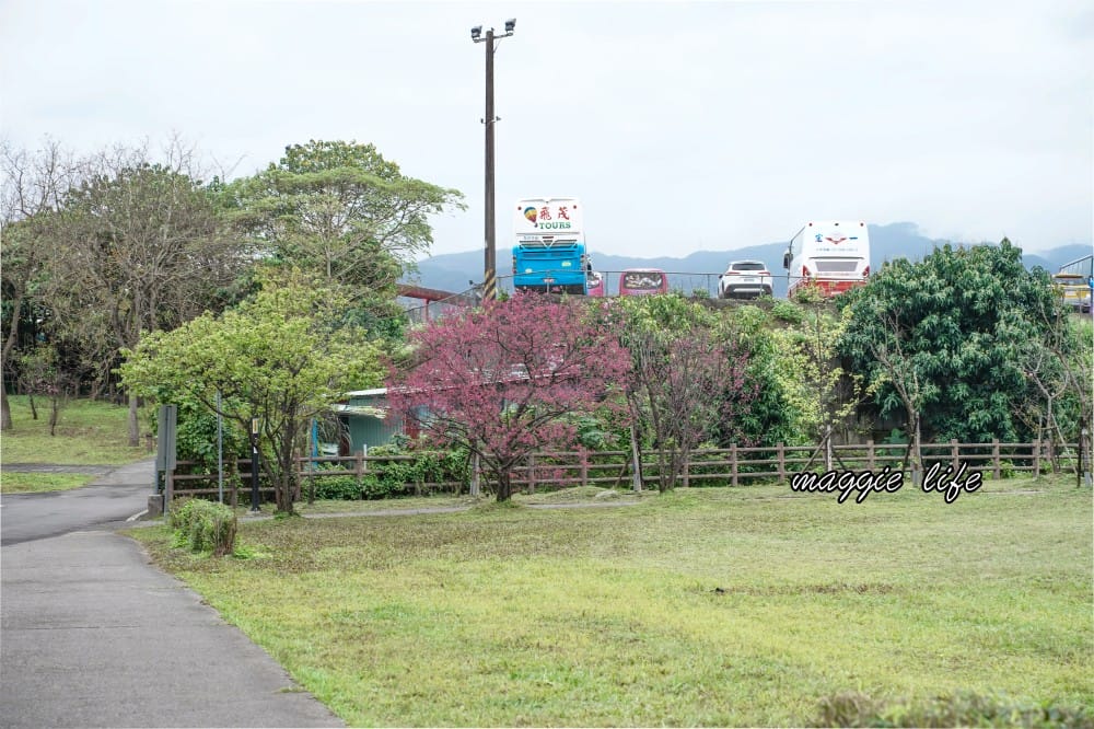 新店陽光運動公園|2025安坑輕軌景點，免費親子景點，櫻花景點，野餐慢跑