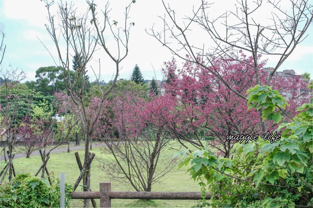 新店陽光運動公園|2025安坑輕軌景點，免費親子景點，櫻花景點，野餐慢跑