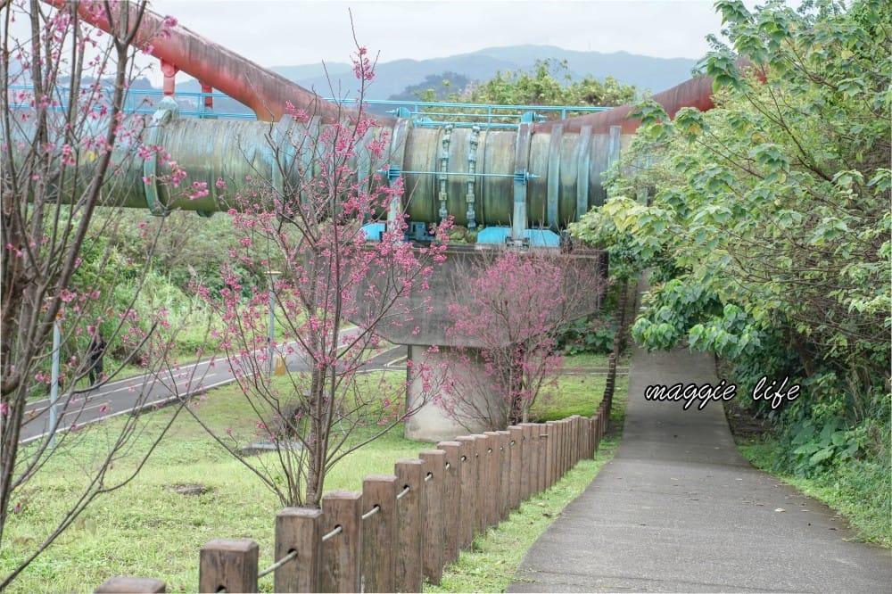 新店陽光運動公園|2025安坑輕軌景點，免費親子景點，櫻花景點，野餐慢跑