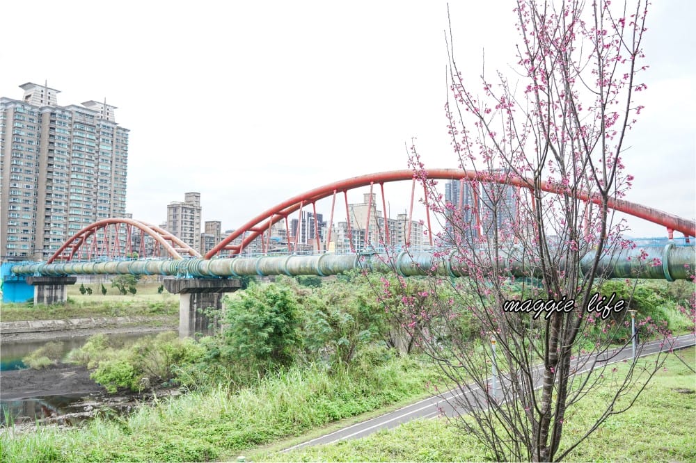 新店陽光運動公園|2025安坑輕軌景點，免費親子景點，櫻花景點，野餐慢跑