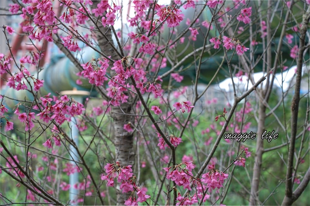 新店陽光運動公園|2025安坑輕軌景點，免費親子景點，櫻花景點，野餐慢跑