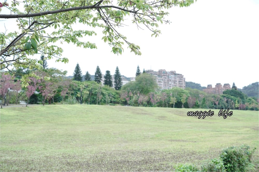 新店陽光運動公園|2025安坑輕軌景點，免費親子景點，櫻花景點，野餐慢跑