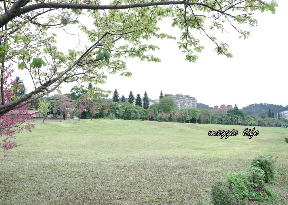 新店陽光運動公園|2025安坑輕軌景點，免費親子景點，櫻花景點，野餐慢跑