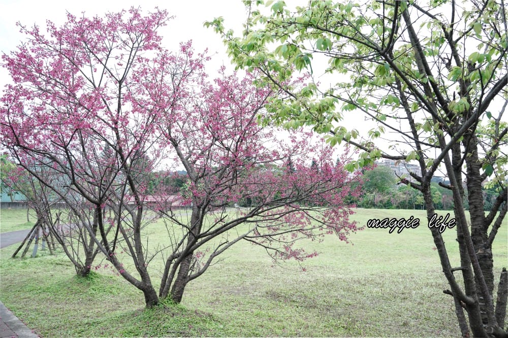 新店陽光運動公園|2025安坑輕軌景點，免費親子景點，櫻花景點，野餐慢跑
