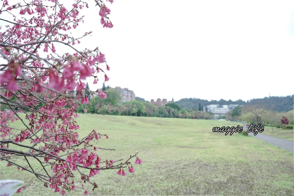 新店陽光運動公園|2025安坑輕軌景點，免費親子景點，櫻花景點，野餐慢跑