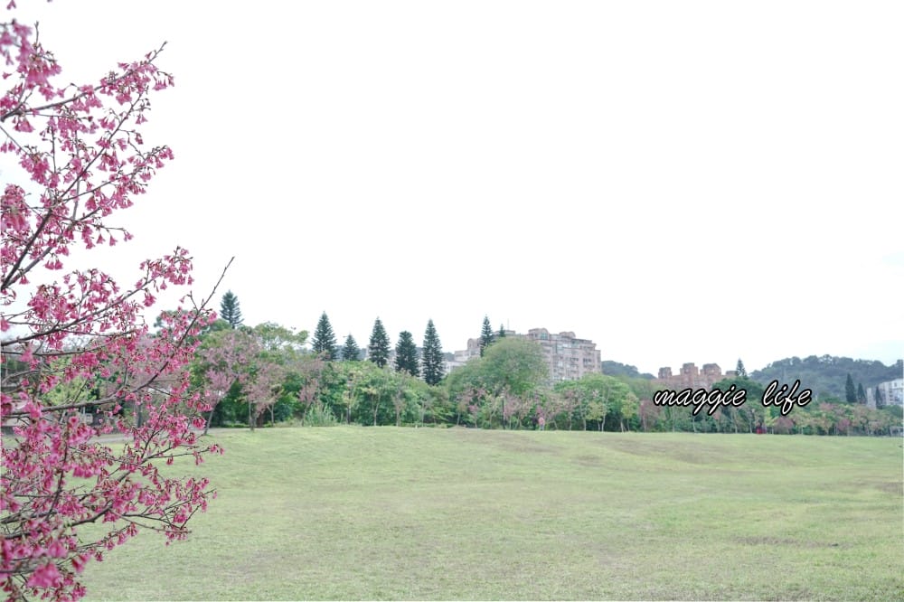 新店陽光運動公園|2025安坑輕軌景點，免費親子景點，櫻花景點，野餐慢跑