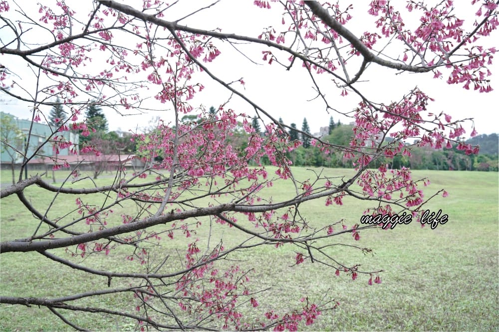 新店陽光運動公園|2025安坑輕軌景點，免費親子景點，櫻花景點，野餐慢跑