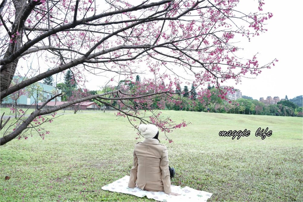 新店陽光運動公園|2025安坑輕軌景點，免費親子景點，櫻花景點，野餐慢跑