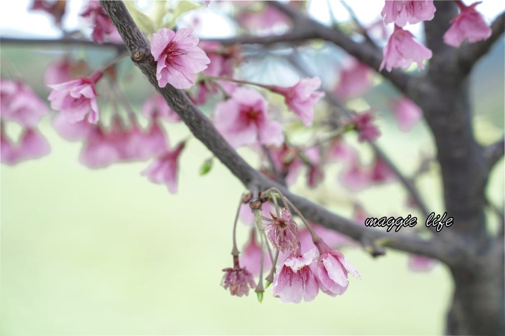 新店陽光運動公園|2025安坑輕軌景點，免費親子景點，櫻花景點，野餐慢跑