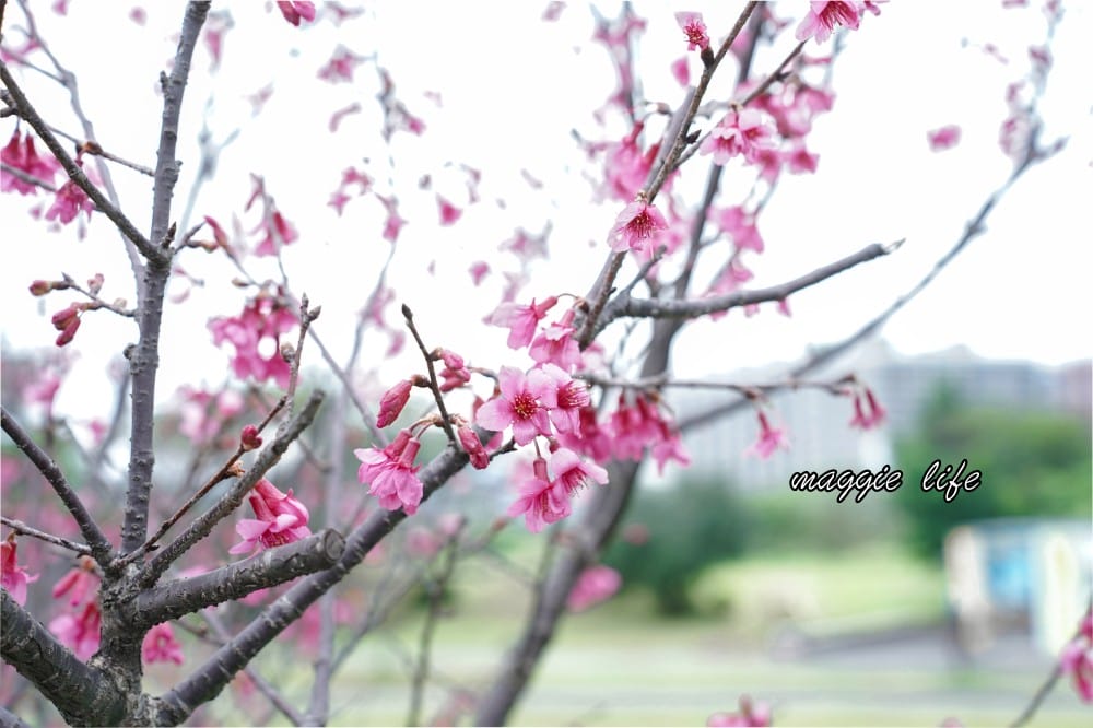 新店陽光運動公園|2025安坑輕軌景點，免費親子景點，櫻花景點，野餐慢跑